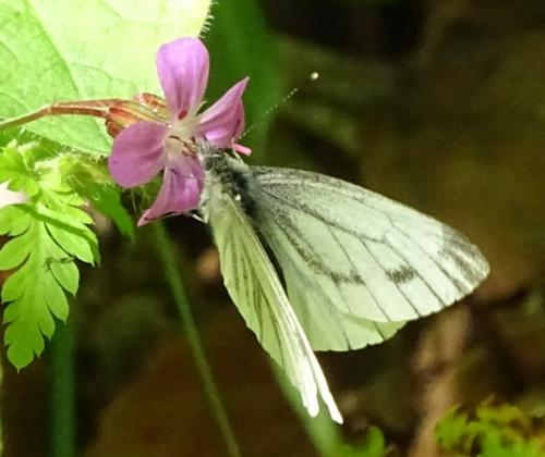 Réf. 208 256 : Pieris napi